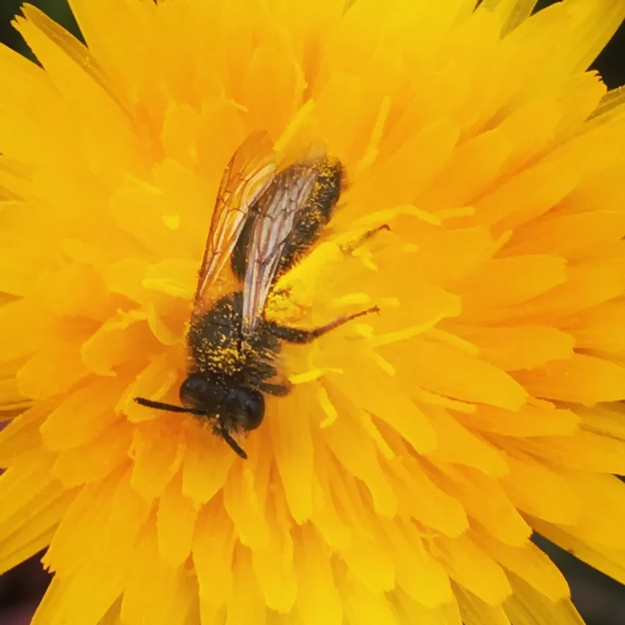 MESSY Lab Field Experiment