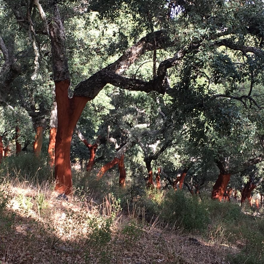 Quercus trees