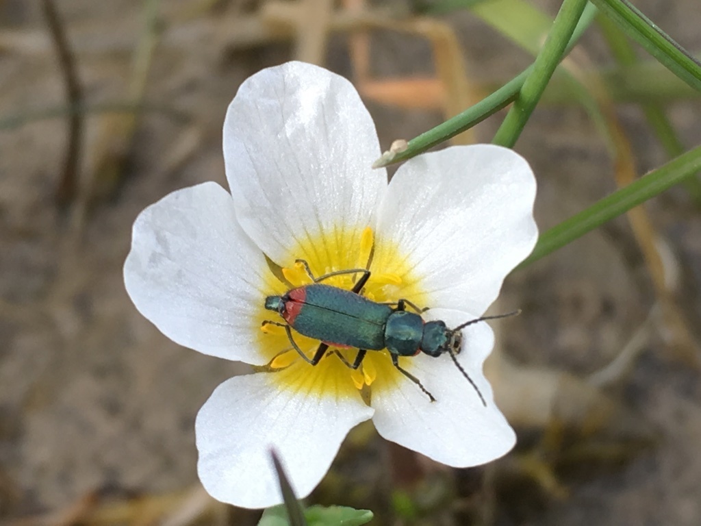 Anthomalachius Beetle