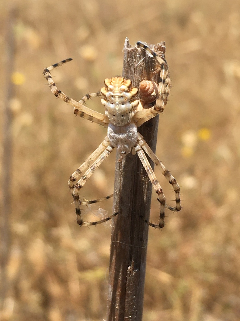 Argiope spider