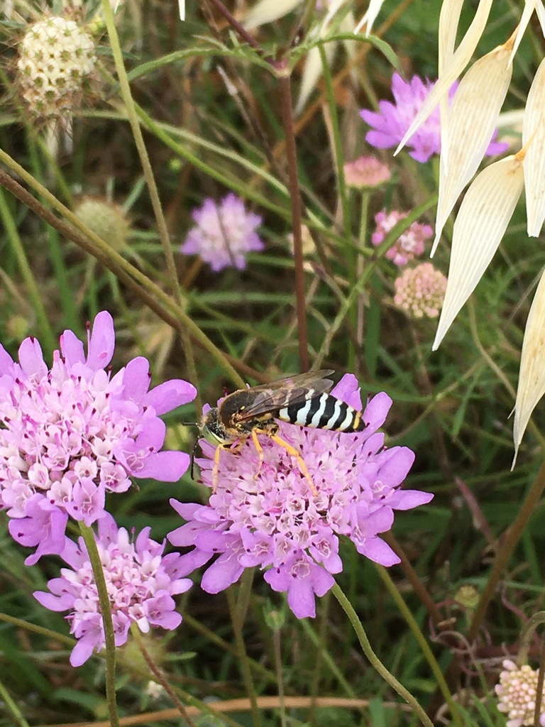 Bembix Sand Wasp