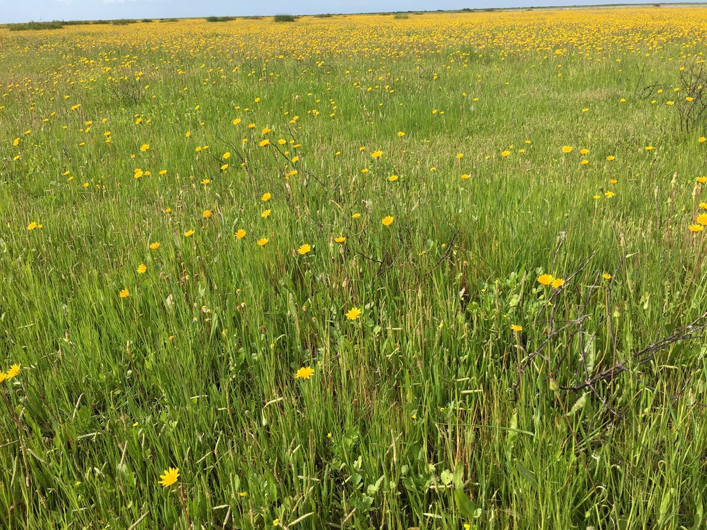 Flower field