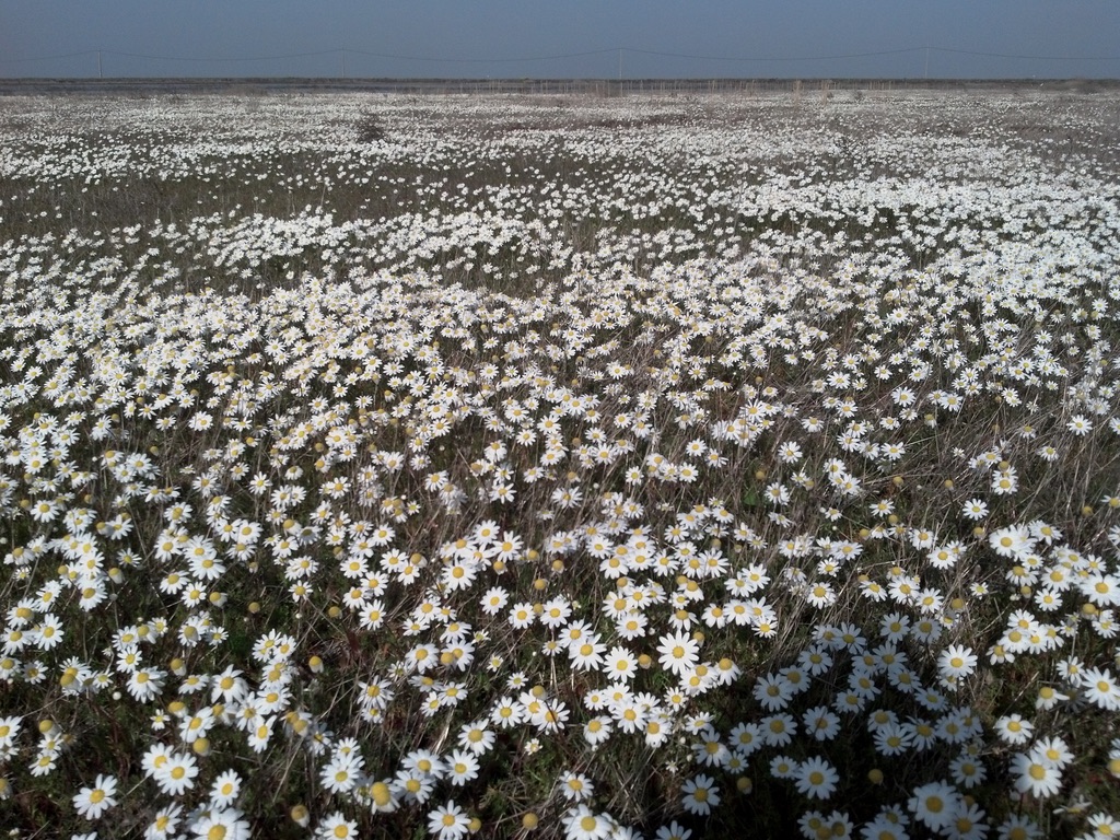 Flower field