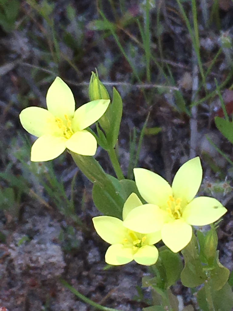 Centaurium Flower