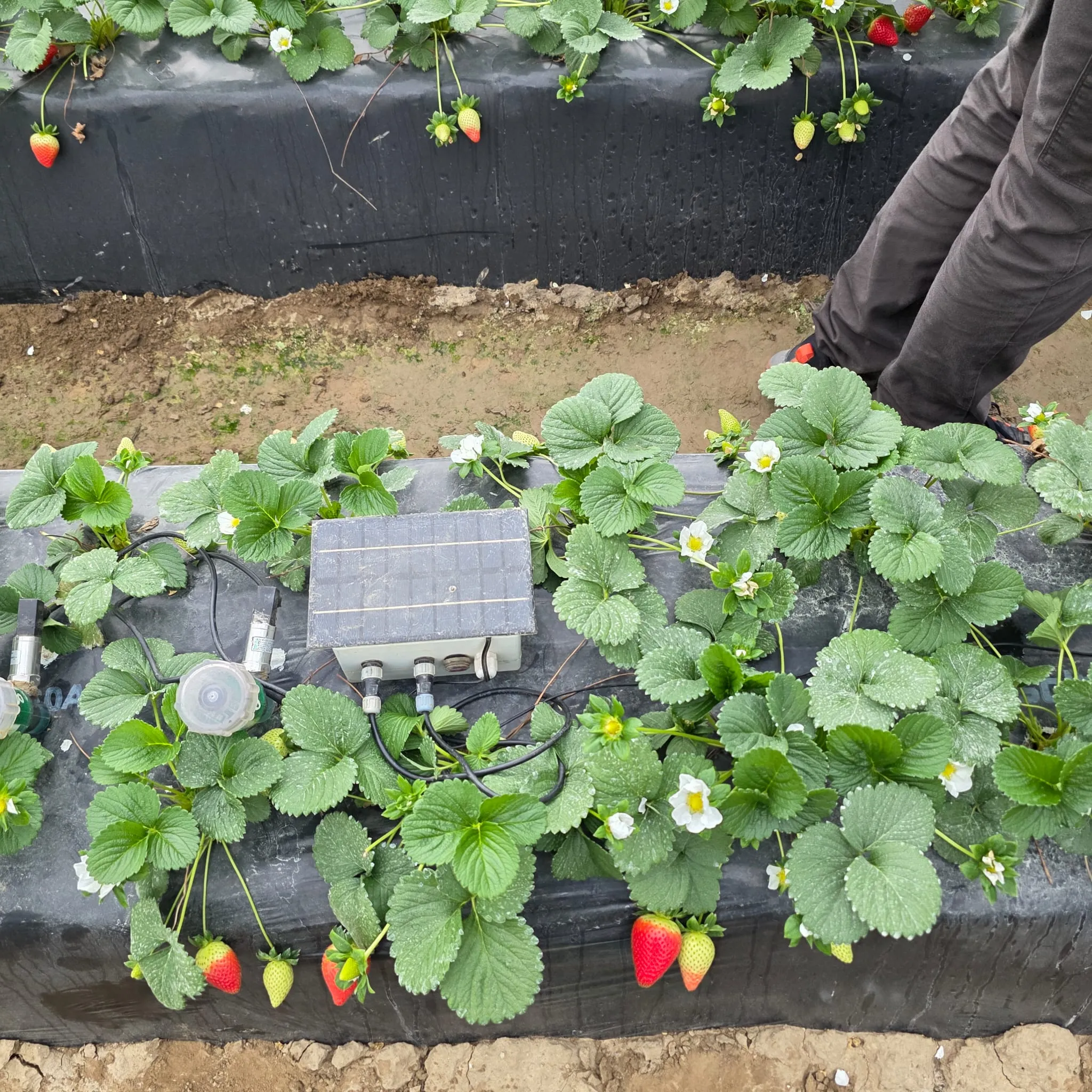 Agricultura y ganadería regenerativa con base científica para la sostenibilidad del entorno Doñana: mitigación de impactos y restauración de valores naturales y culturales (DOÑANA-REGENERA)