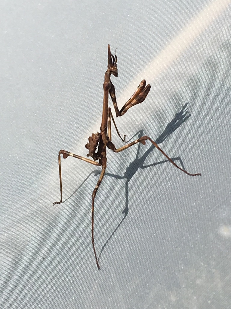 Mantis