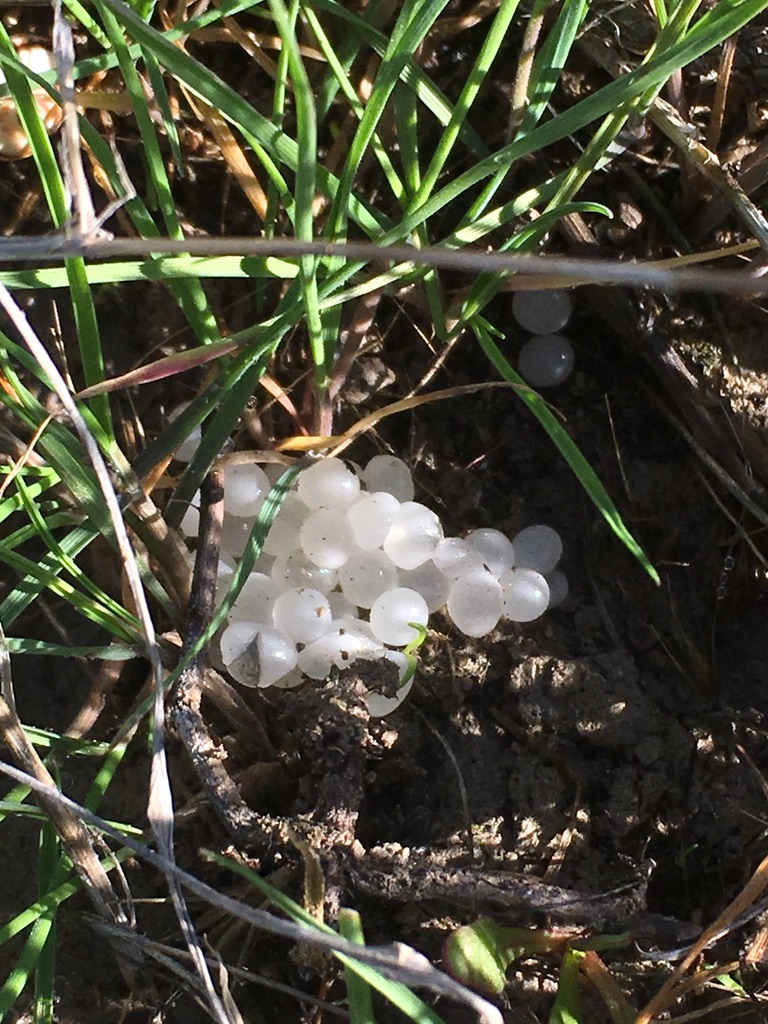 Amphibia eggs