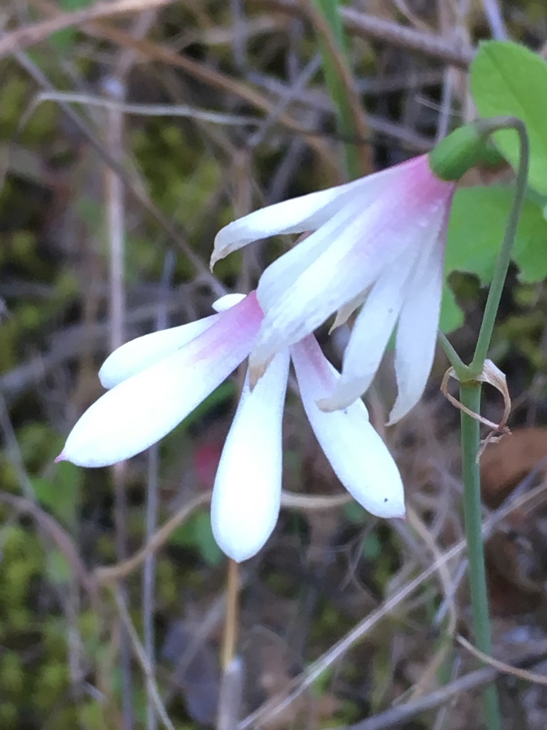 Lobelia Flower