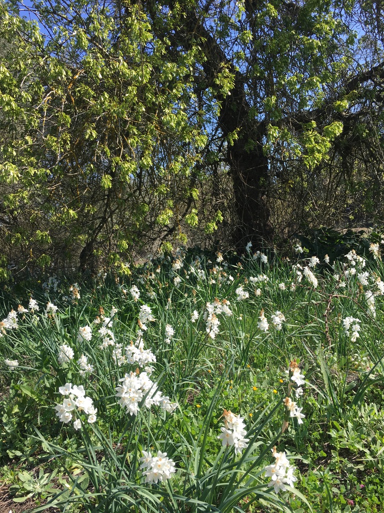 Narcisus