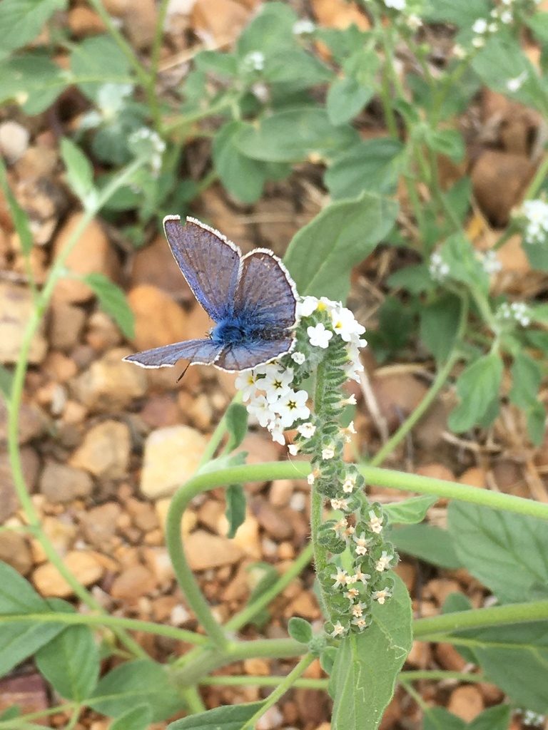 Polyommatus Butterfly