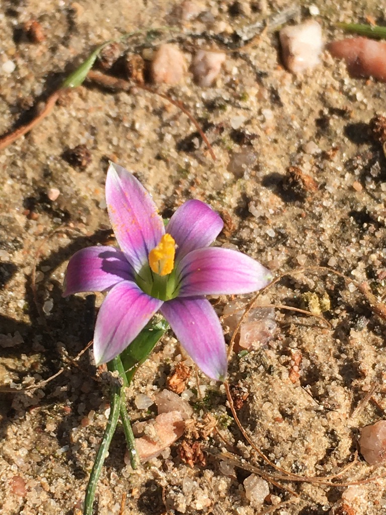 Romulea Flower