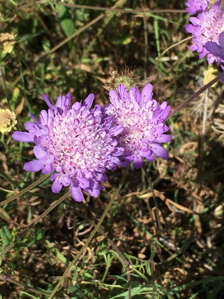 Scabious Flower