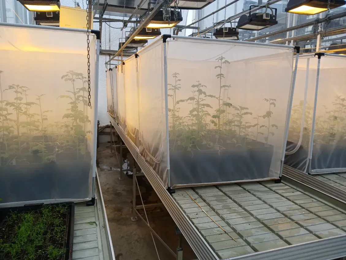 Unifying coexistence and coinfection under a common framework (UCCO)