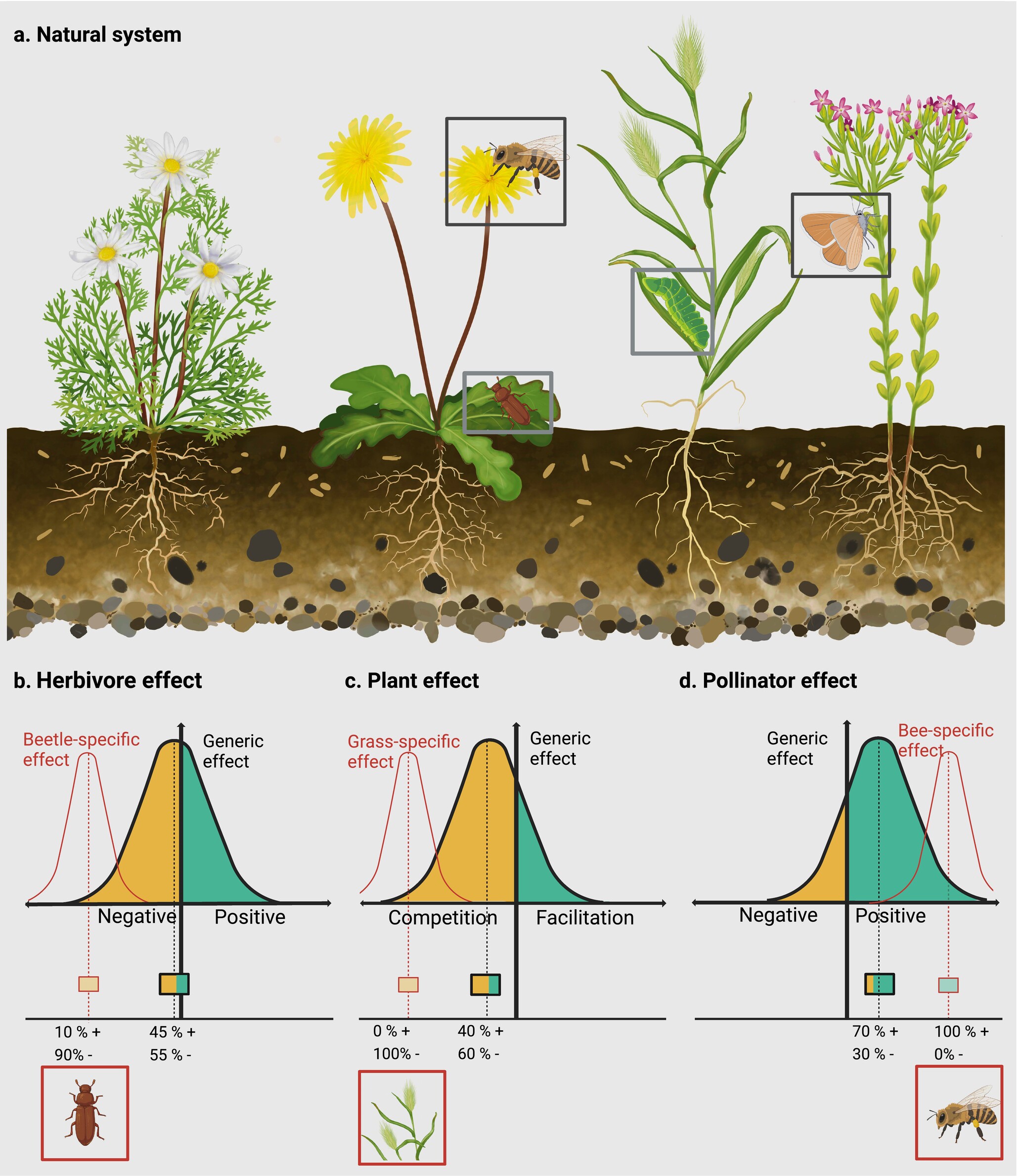 A Continuum From Positive to Negative Interactions Drives Plant Species' Performance in a Diverse Community