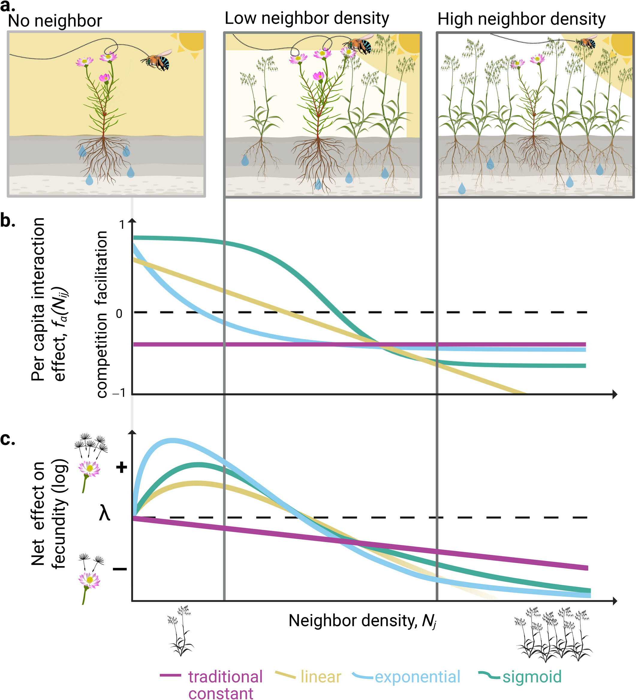 Neighbor density-dependent facilitation promotes coexistence and internal oscillation